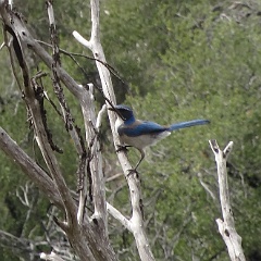 aphelocoma californica